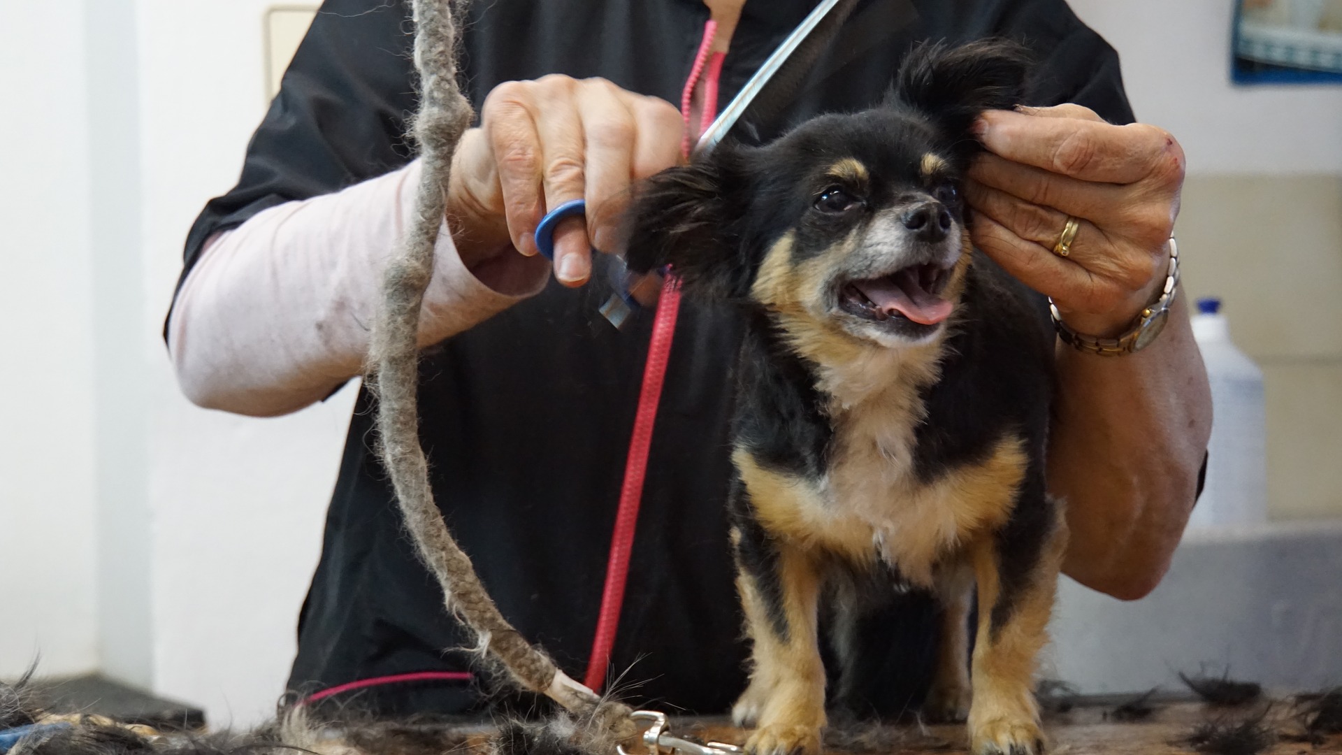 犬のサマーカットはなぜ必要 メリット デメリットと注意点は