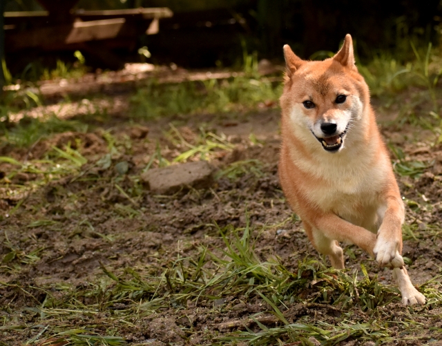 飼い犬を呼んでも来ない７つの理由と効果的な４つのしつけ方