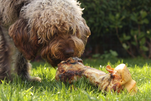 犬に生肉をあげるのは危険 焼いた肉はok 与えても良い肉と注意点
